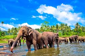 Cand_sa_mergi_in_Sri_Lanka