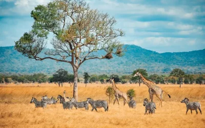 Vacanta_Africa