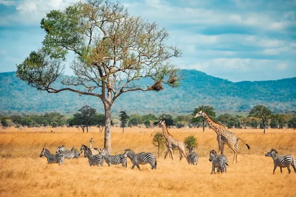 De ce vacantele din Africa sunt scumpe? Vacanta_Africa